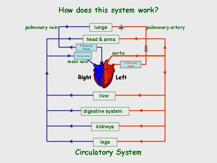 How does this system work? pulmonary vein pulmonary artery lungs head & arms Pulmonary
