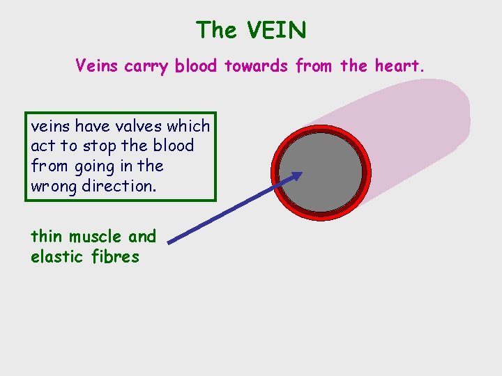 The VEIN Veins carry blood towards from the heart. veins have valves which act