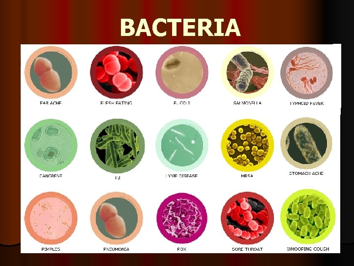 BACTERIA 