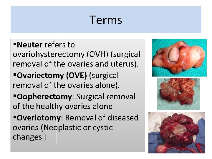 Terms §Neuter refers to ovariohysterectomy (OVH) (surgical removal of the ovaries and uterus). §Ovariectomy