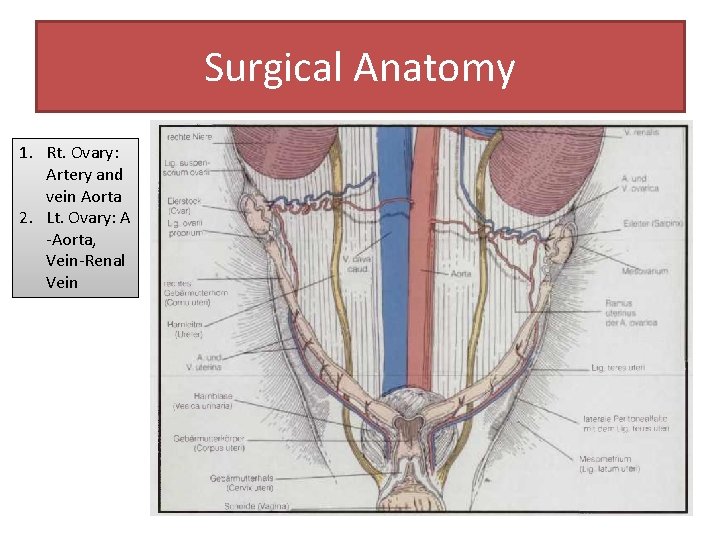 Surgical Anatomy 1. Rt. Ovary: Artery and vein Aorta 2. Lt. Ovary: A -Aorta,