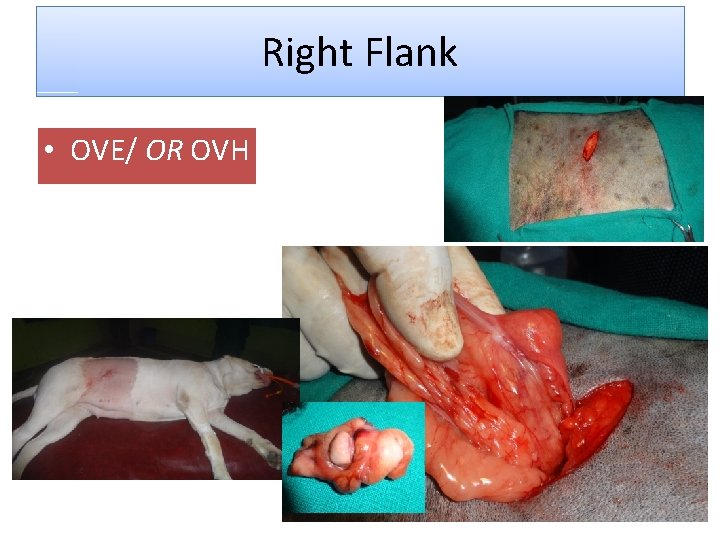 Right Flank • OVE/ OR OVH 