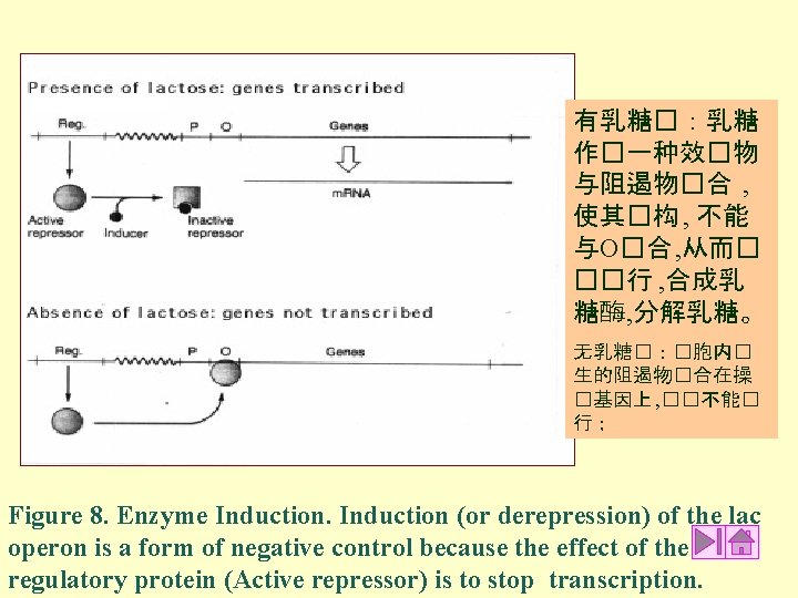 有乳糖�:乳糖 作�一种效�物 与阻遏物�合 , 使其�构 , 不能 与O�合 , 从而� ��行 , 合成乳 糖酶, 有乳糖�:乳糖 作�一种效�物 与阻遏物�合 , 使其�构 , 不能 与O�合 , 从而� ��行 , 合成乳 糖酶,