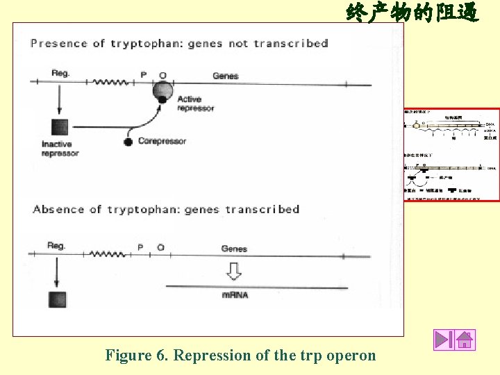 终产物的阻遏 Figure 6. Repression of the trp operon 终产物的阻遏 Figure 6. Repression of the trp operon