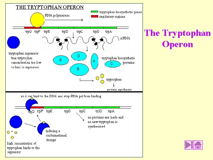 The Tryptophan Operon The Tryptophan Operon