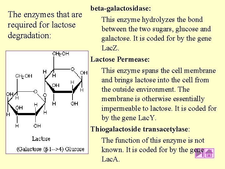 The enzymes that are required for lactose degradation: beta-galactosidase: This enzyme hydrolyzes the bond The enzymes that are required for lactose degradation: beta-galactosidase: This enzyme hydrolyzes the bond