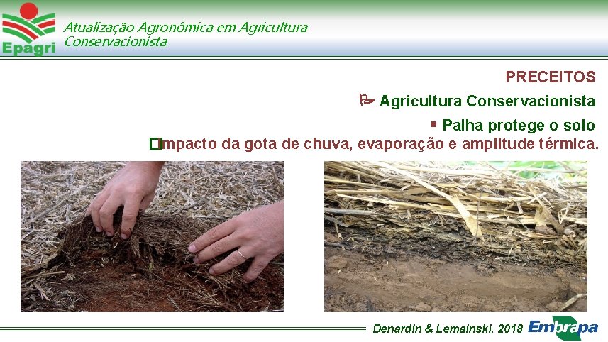 Atualização Agronômica em Agricultura Conservacionista PRECEITOS Agricultura Conservacionista Palha protege o solo �Impacto da