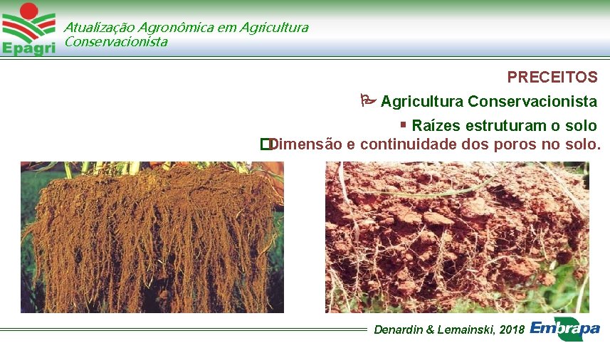Atualização Agronômica em Agricultura Conservacionista PRECEITOS Agricultura Conservacionista Raízes estruturam o solo �Dimensão e