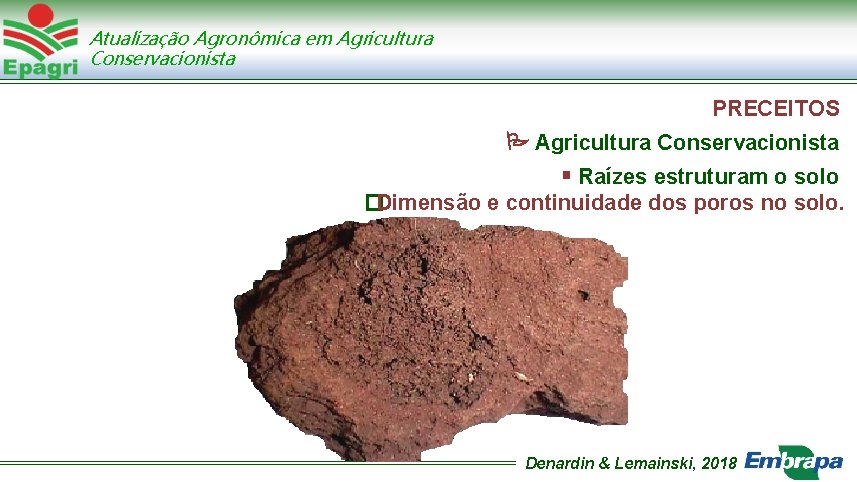 Atualização Agronômica em Agricultura Conservacionista PRECEITOS Agricultura Conservacionista Raízes estruturam o solo �Dimensão e