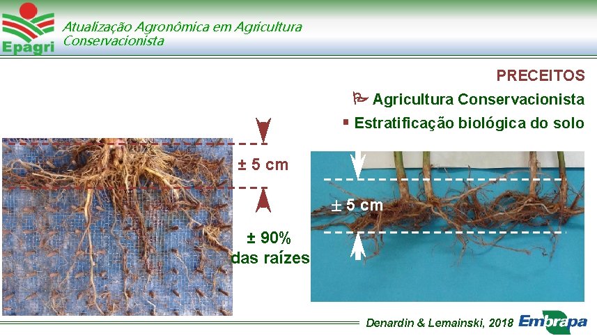Atualização Agronômica em Agricultura Conservacionista PRECEITOS Agricultura Conservacionista Estratificação biológica do solo ± 5