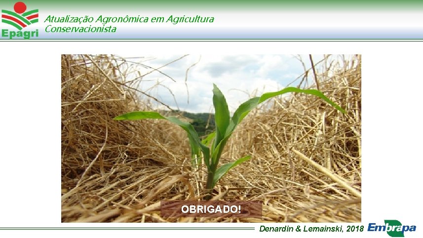 Atualização Agronômica em Agricultura Conservacionista OBRIGADO! Denardin & Lemainski, 2018 