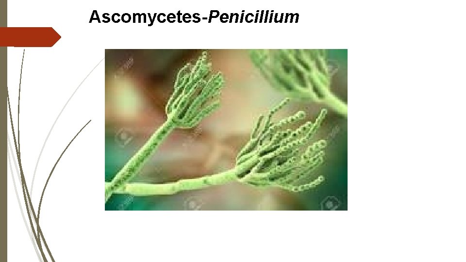 Ascomycetes-Penicillium 