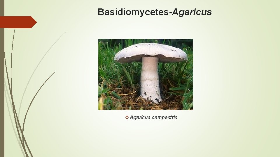 Basidiomycetes-Agaricus campestris 