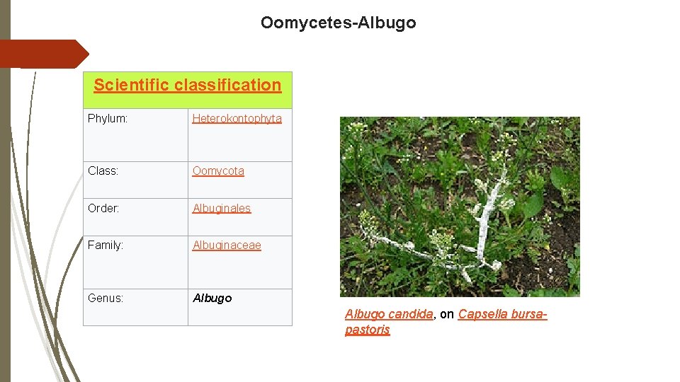 Oomycetes-Albugo Scientific classification Phylum: Heterokontophyta Class: Oomycota Order: Albuginales Family: Albuginaceae Genus: Albugo candida,