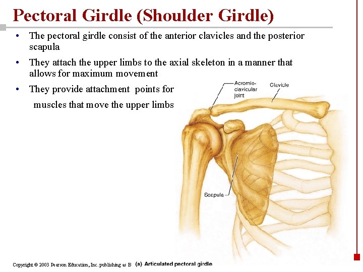 Pectoral Girdle (Shoulder Girdle) • The pectoral girdle consist of the anterior clavicles and