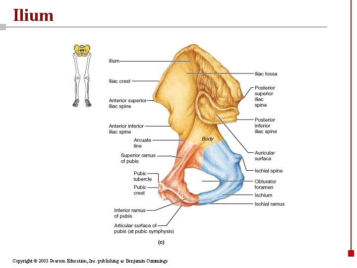 Ilium Copyright © 2003 Pearson Education, Inc. publishing as Benjamin Cummings 