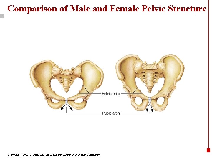Comparison of Male and Female Pelvic Structure Copyright © 2003 Pearson Education, Inc. publishing