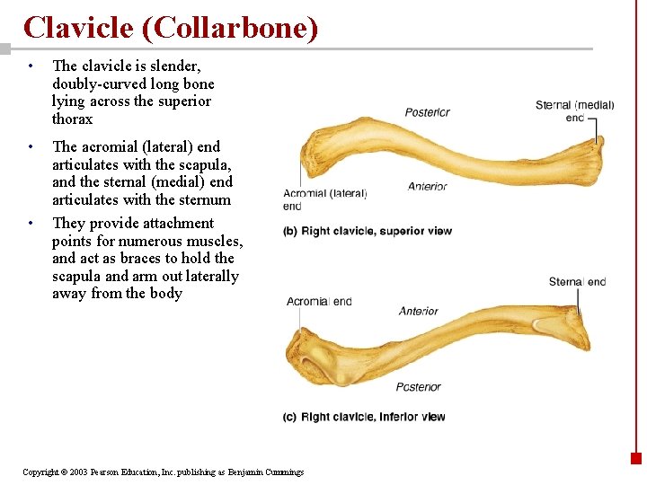 Clavicle (Collarbone) • The clavicle is slender, doubly-curved long bone lying across the superior