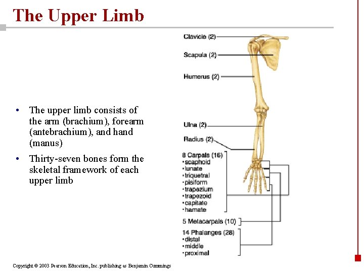 The Upper Limb • The upper limb consists of the arm (brachium), forearm (antebrachium),