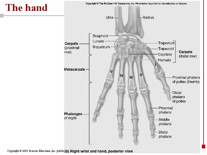 The hand Copyright © 2003 Pearson Education, Inc. publishing as Benjamin Cummings 