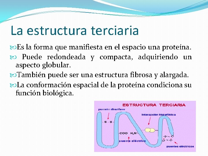 La estructura terciaria Es la forma que manifiesta en el espacio una proteína. Puede