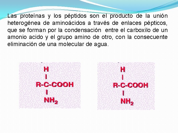 Las proteínas y los péptidos son el producto de la unión heterogénea de aminoácidos