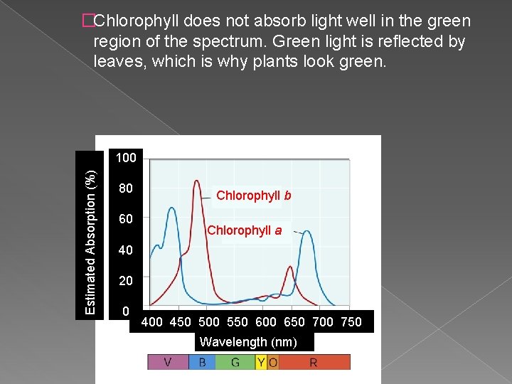 �Chlorophyll does not absorb light well in the green region of the spectrum. Green