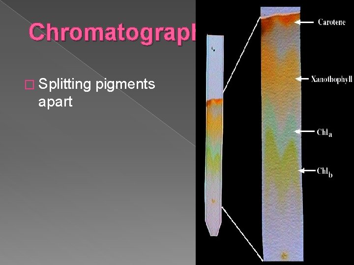 Chromatography � Splitting apart pigments 