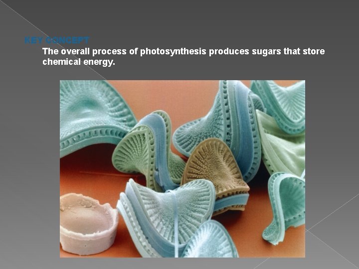 KEY CONCEPT The overall process of photosynthesis produces sugars that store chemical energy. 