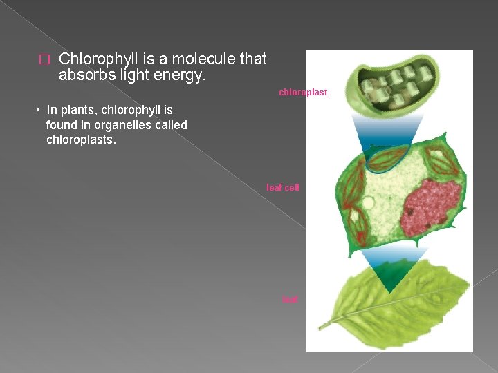 � Chlorophyll is a molecule that absorbs light energy. chloroplast • In plants, chlorophyll