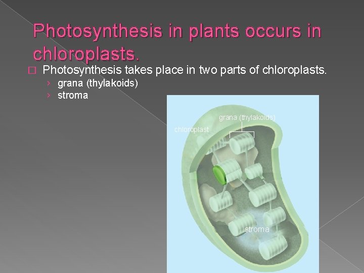Photosynthesis in plants occurs in chloroplasts. � Photosynthesis takes place in two parts of