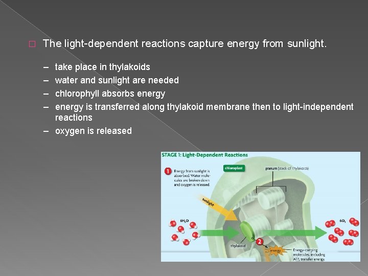 � The light-dependent reactions capture energy from sunlight. – – take place in thylakoids