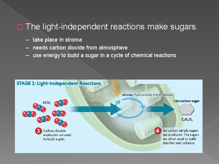 � The light-independent reactions make sugars. – take place in stroma – needs carbon