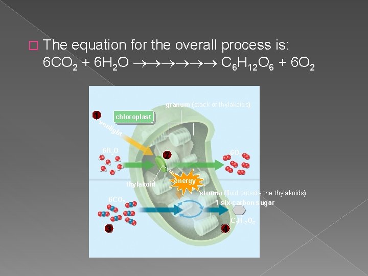 � The equation for the overall process is: 6 CO 2 + 6 H