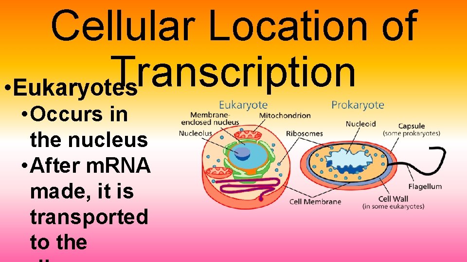 Cellular Location of Transcription • Eukaryotes • Occurs in the nucleus • After m.