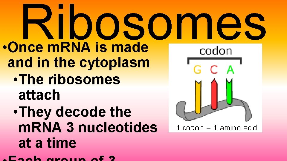 Ribosomes • Once m. RNA is made and in the cytoplasm • The ribosomes