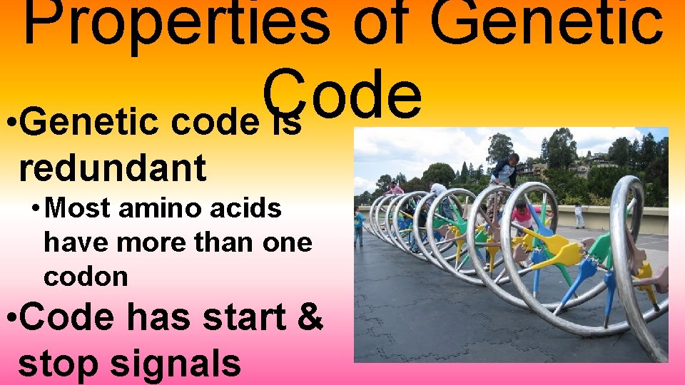Properties of Genetic Code • Genetic code is redundant • Most amino acids have