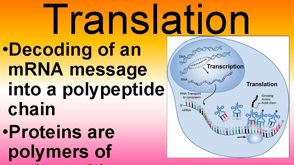 Translation • Decoding of an m. RNA message into a polypeptide chain • Proteins