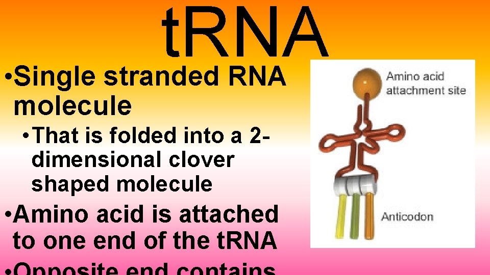 t. RNA • Single stranded RNA molecule • That is folded into a 2