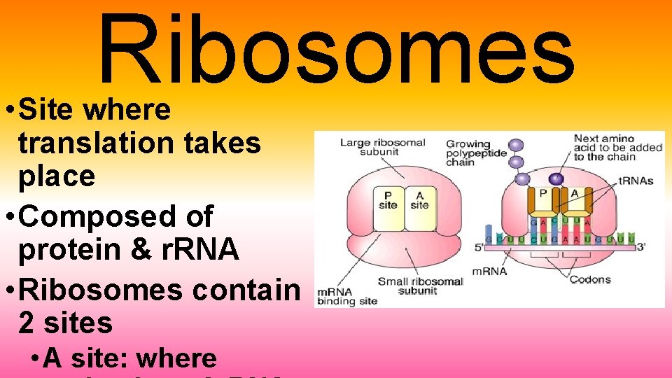 Ribosomes • Site where translation takes place • Composed of protein & r. RNA