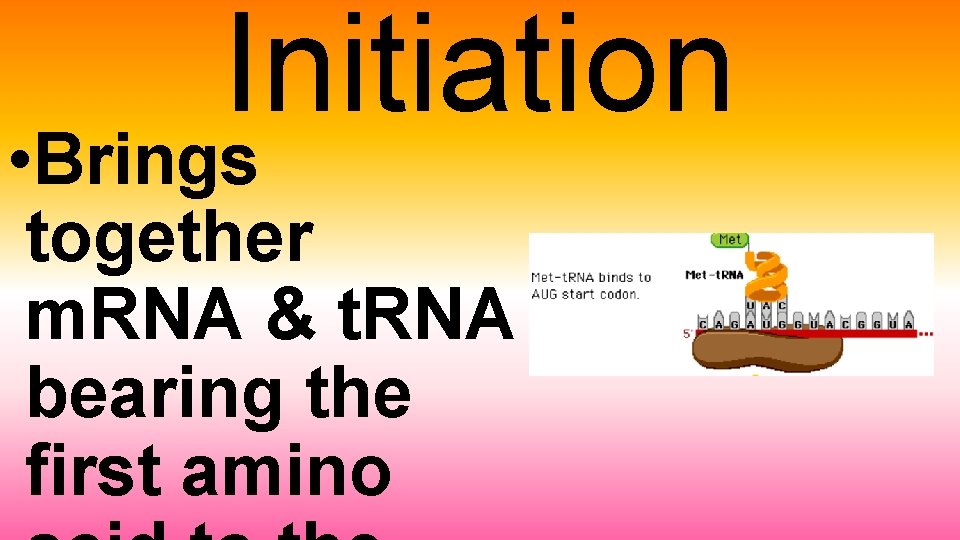 Initiation • Brings together m. RNA & t. RNA bearing the first amino 