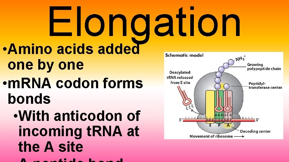 Elongation • Amino acids added one by one • m. RNA codon forms bonds