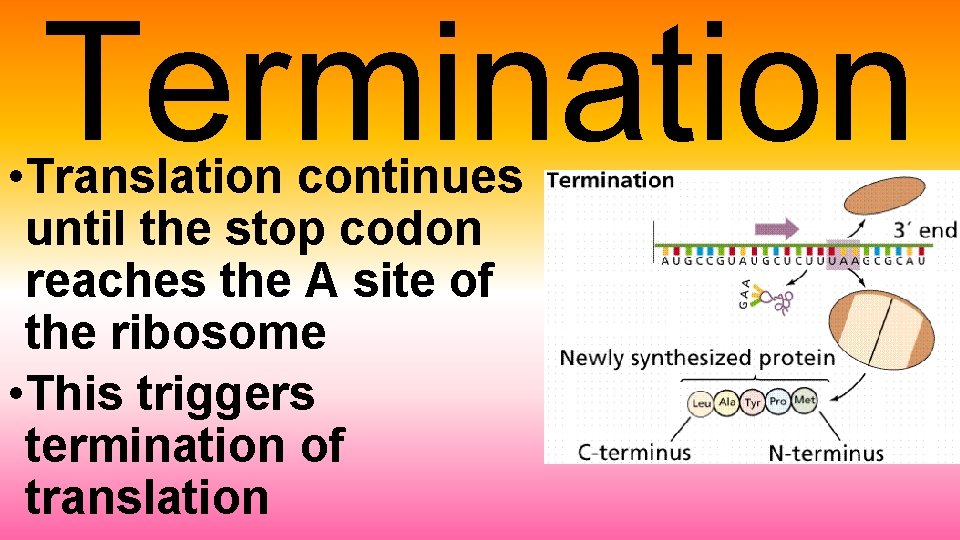 Termination • Translation continues until the stop codon reaches the A site of the