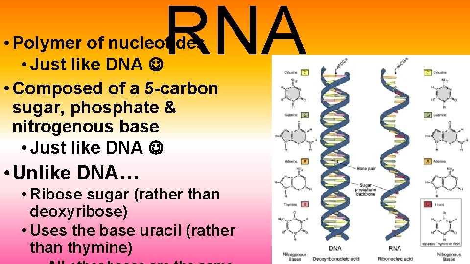 RNA • Polymer of nucleotides • Just like DNA • Composed of a 5