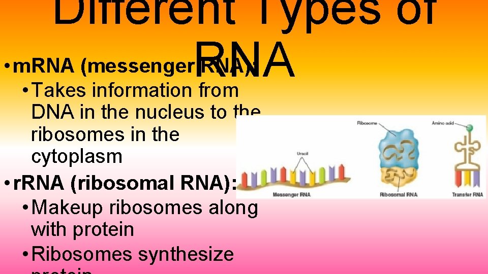 Different Types of • m. RNA (messenger. RNA): • Takes information from DNA in