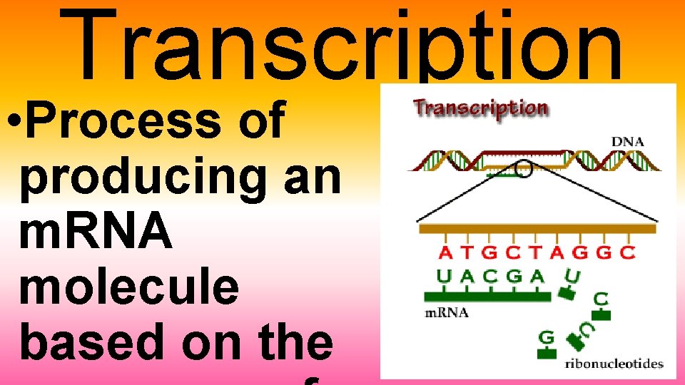 Transcription • Process of producing an m. RNA molecule based on the 