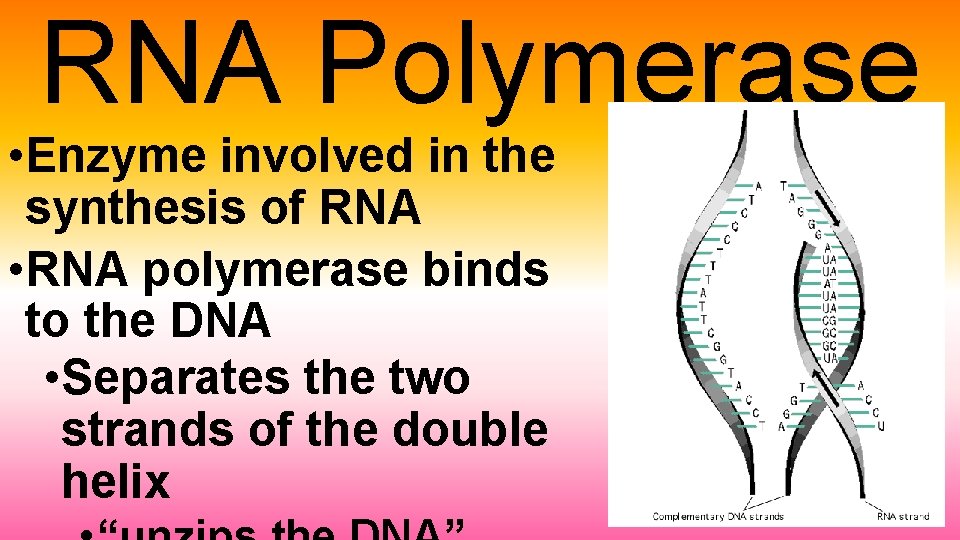 RNA Polymerase • Enzyme involved in the synthesis of RNA • RNA polymerase binds