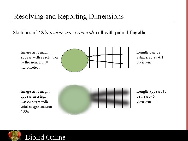 Resolving and Reporting Dimensions Sketches of Chlamydomonas reinhardi cell with paired flagella Image as