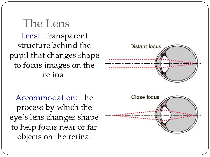 The Lens: Transparent structure behind the pupil that changes shape to focus images on