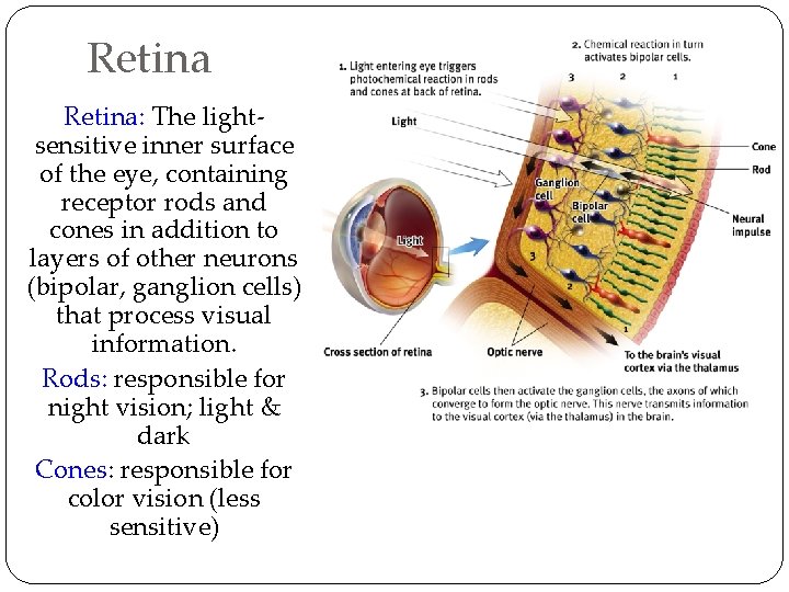 Retina: The lightsensitive inner surface of the eye, containing receptor rods and cones in